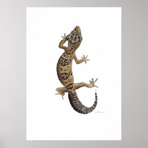 Poster Gecko léopard