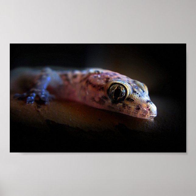 Poster Gecko Lizard méditerranéen (Devant)