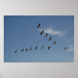 Poster Geese in Flight Print