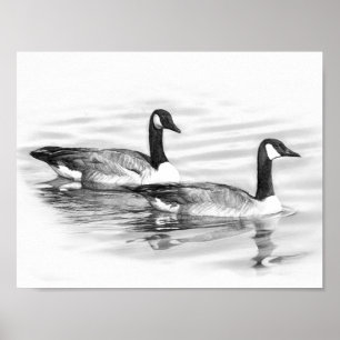 Poster Geese on Water