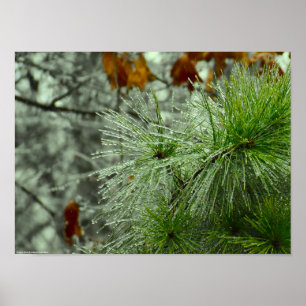 Poster Gel hivernal,