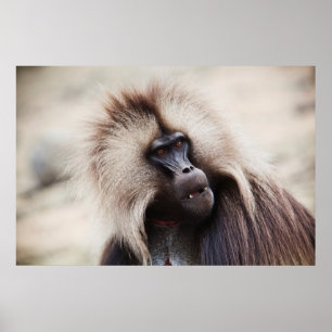 Poster Gelada Baboon, Éthiopie