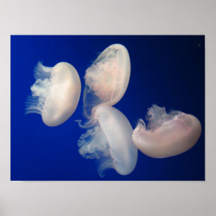 Poster Gelées de lune