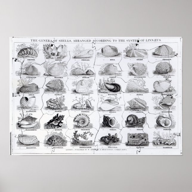 Poster Genera of Shells jigsaw, pub. par W. Edwards (Devant)