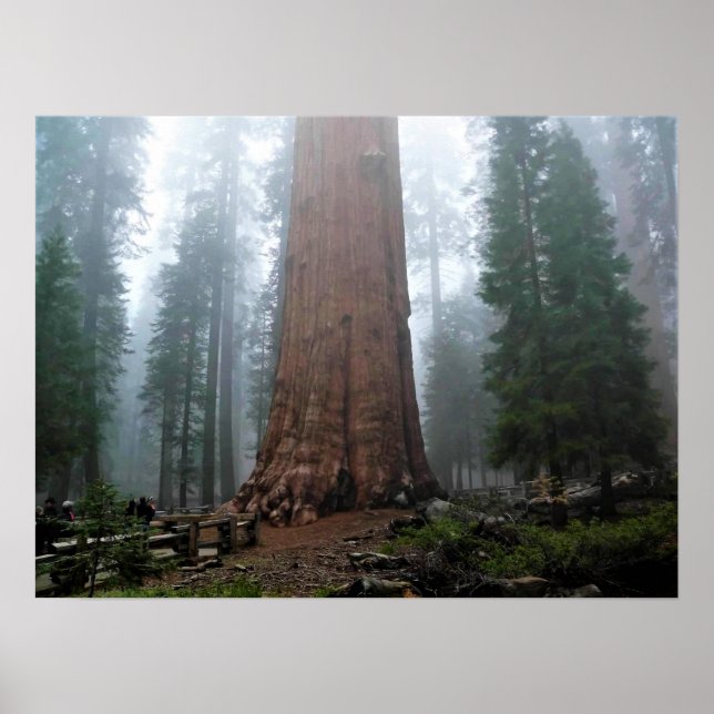 Poster Général Sherman Tree, Sequoia, CA (Devant)