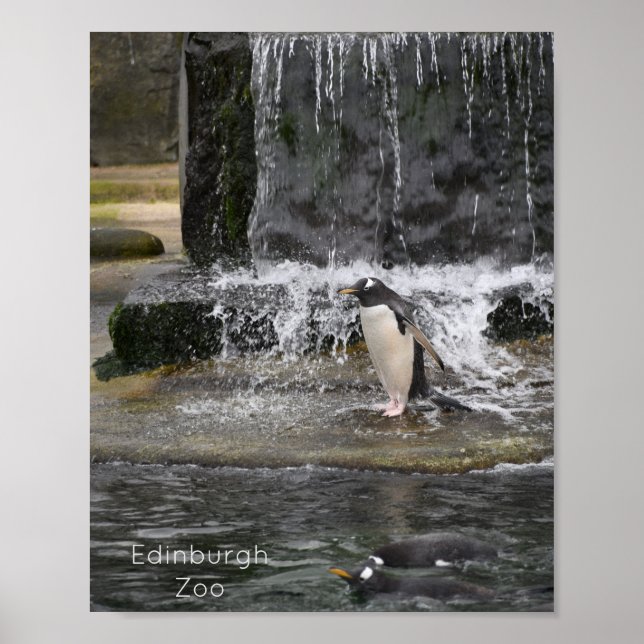 Poster Gentoo Penguin & Friends Edinburgh Zoo Écosse (Devant)