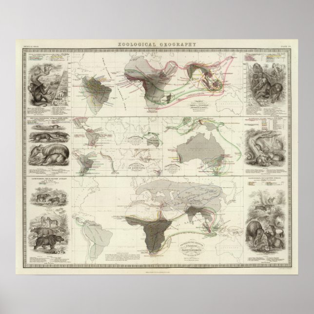 Poster Géographie zoologique (Devant)