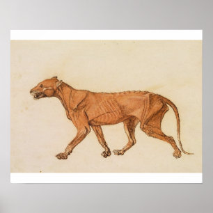 Poster George Stubbs   Tigre, Vue latérale, Peau retirée,