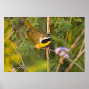 Poster Geothlypis trichas) mâle,