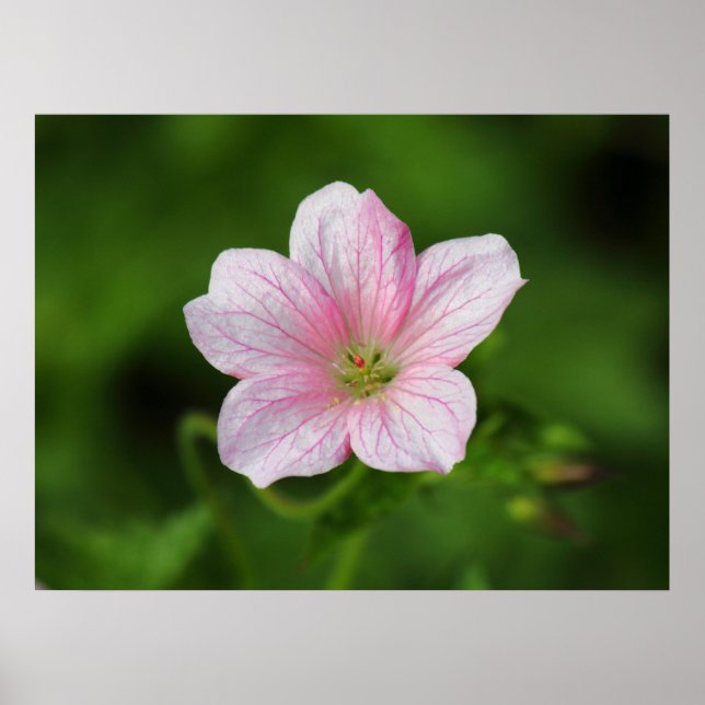 Poster Géranium (Devant)