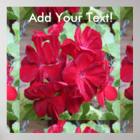 Geranium Plant Red Floral