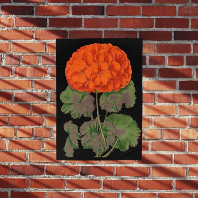 Poster Géranium vintage - fleurs audacieuses (Créateur téléchargé)