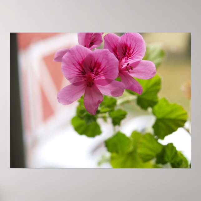 Poster Geraniums (Devant)
