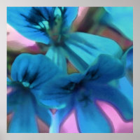 Geraniums bleus