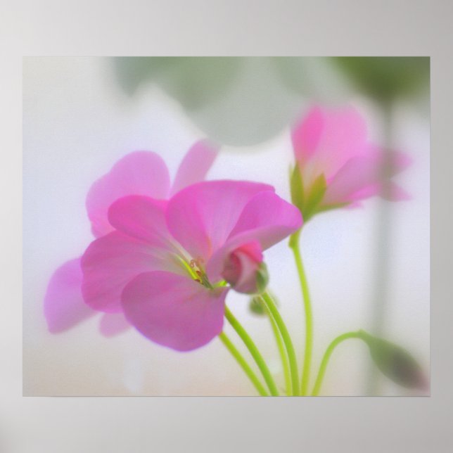 Poster Geraniums roses (Devant)