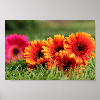 Poster Gerber Daisies
