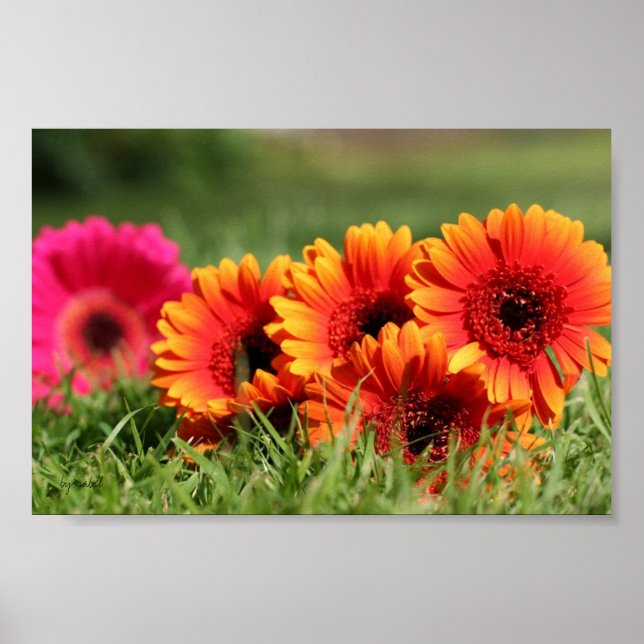 Poster Gerber Daisies (Devant)
