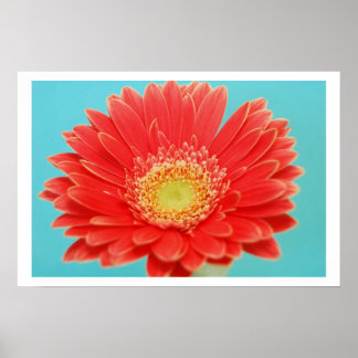Poster Gerber Daisy