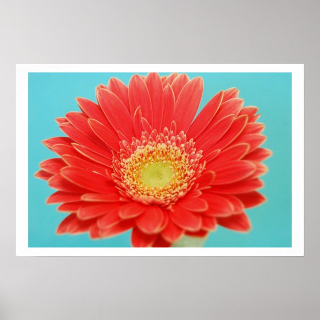 Poster Gerber Daisy (Devant)