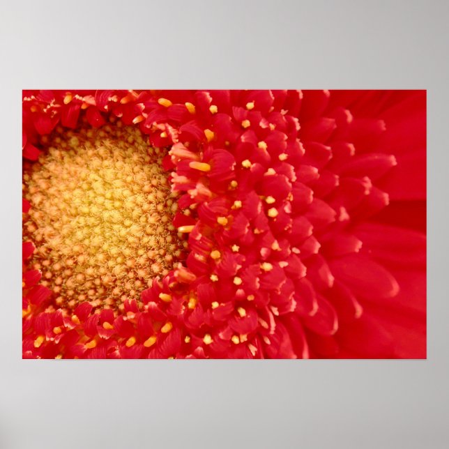 Poster Gerber Daisy (Devant)