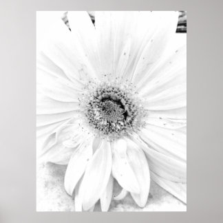Poster Gerber Daisy Upclose