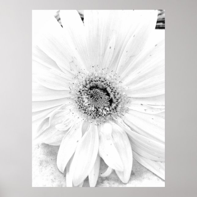 Poster Gerber Daisy Upclose (Devant)