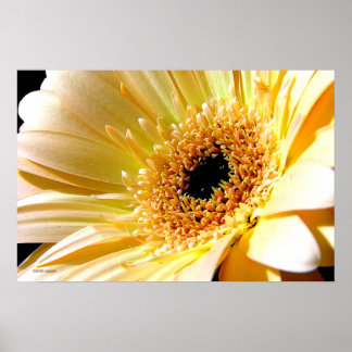 Poster Gerbera