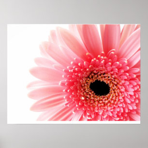 Poster Gerbera Daisy