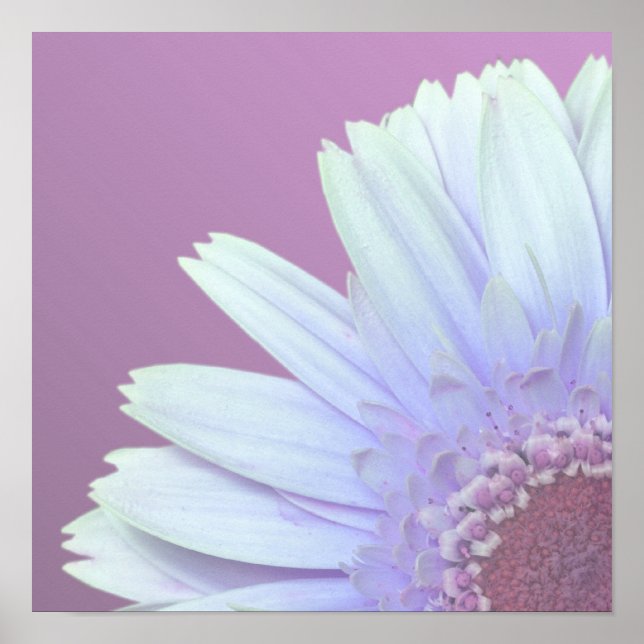 Poster Gerbera Daisy (Devant)