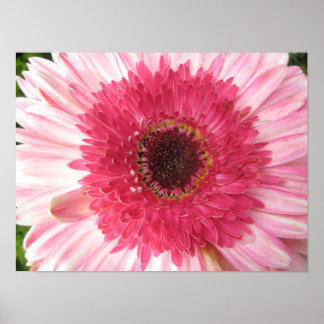 Poster Gerbera Daisy
