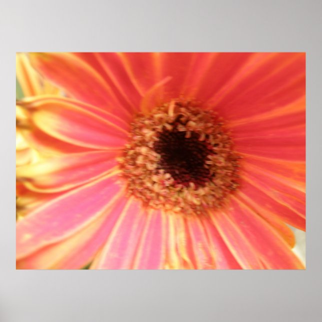 Poster Gerbera Daisy (Devant)