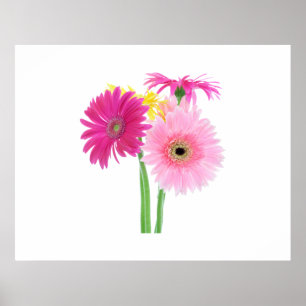 Poster Gerbera Daisy Flowers