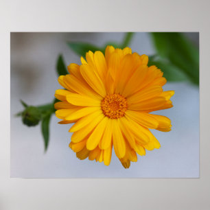 Poster Gerbera jaune Fleur sauvage de marguerite