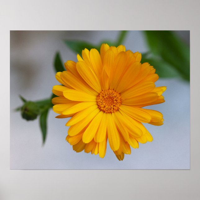 Poster Gerbera jaune Fleur sauvage de marguerite (Devant)