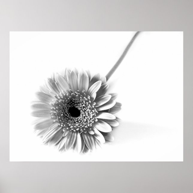 Poster Gerbera marguerite (Devant)