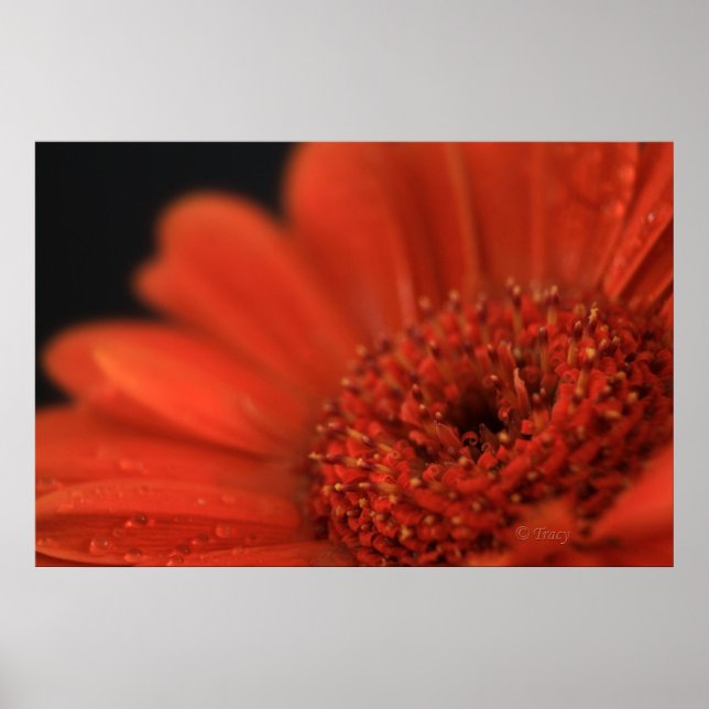 Poster Gerbera orange profonde (Devant)