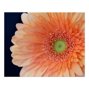 Poster Gerbera pêche