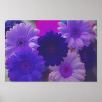 Gerbera violet Fleurs de marguerite Mur Art Imprim