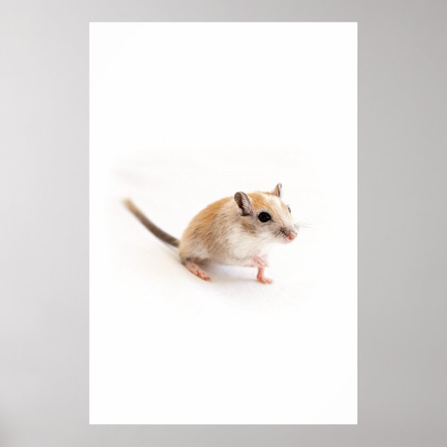 Poster Gerbil Cute Bébé Animal Animaux Animaux Animaux Ge (Devant)