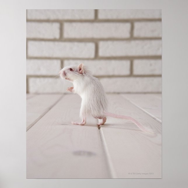 Poster Gerbil debout (Devant)