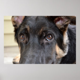 Poster German Shepherd by Shirley Taylor