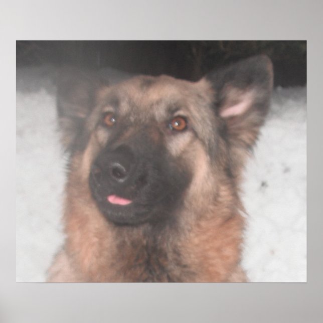 Poster German Shepherd Sticking Tongue Out (Front)