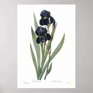 Poster Germanica d'iris