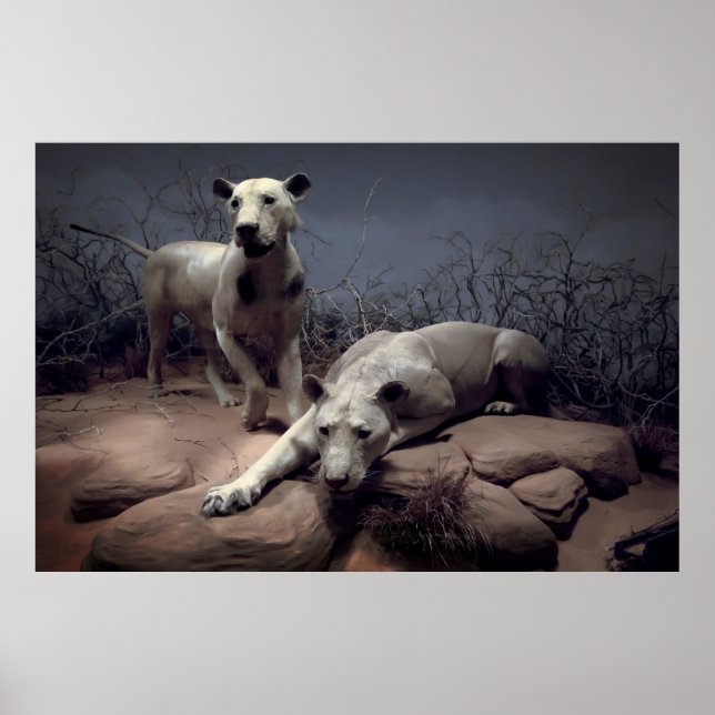 POSTER GESTION DES LIONS DE TSAVO (Devant)