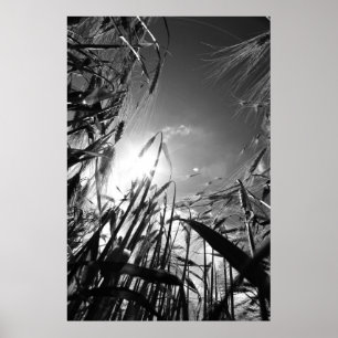 Poster Getreide Schwarz Weiß