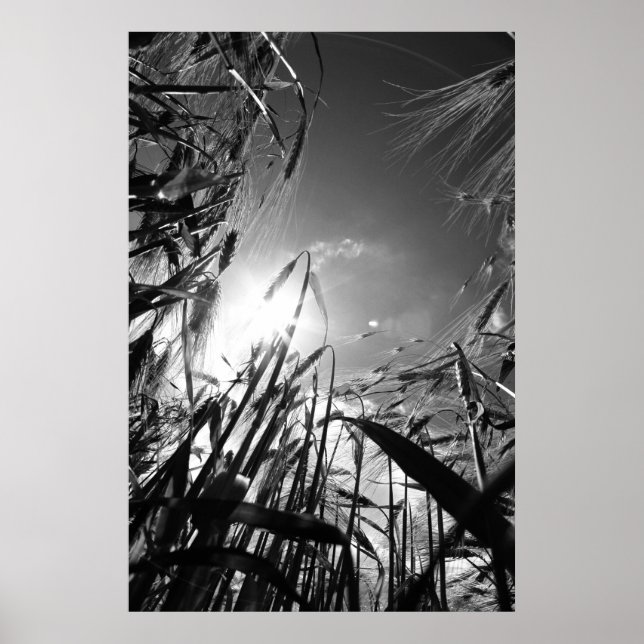 Poster Getreide Schwarz Weiß (Devant)