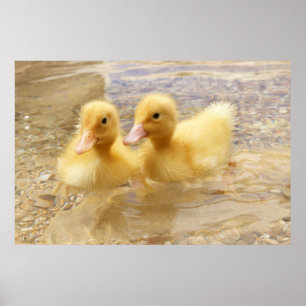 Poster Getty Images   Fuzzy Yellow Ducklings