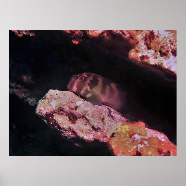 Poster Giant Blenny (Devant)