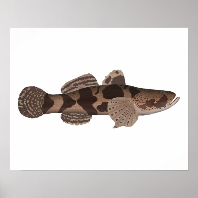 Poster Giant Gudgeon (Devant)