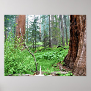 Poster Giant Sequoias in Grant Grove, CA